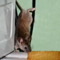 Inspection for Pests and Rodents: Tips for Building Maintenance and Home Improvement Projects