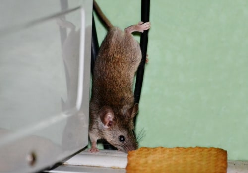 Inspection for Pests and Rodents: Tips for Building Maintenance and Home Improvement Projects